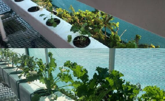 Day 1 and Day 14 Comparative